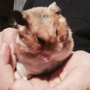 Meet your Posher, Liza